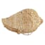 Woven Seashell Basket, 10.5"