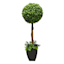 Boxwood Plant with Square Black Planter, 28"