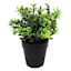 Boxwood Plant with Black Planter, 8"