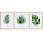 3-Piece Glass Framed Palm Leaf Sketch Wall Art Set, 15x18