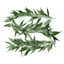 White Muddy Willow Garland, 6'