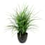 Grass Plant with Black Planter, 20"