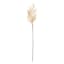 White Pampas Grass Stem, 36"