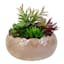 Succulent Mix with Glossy Ceramic Planter, 8"