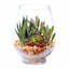 Succulent Mix with Glass Cylinder Planter, 6.5"