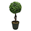 Boxwood Ball Topiary Plant in Black Planter, 17"