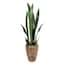 Snake Plant with Metal Planter, 33"