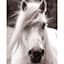 Horse Portrait Canvas Wall Art, 16x20