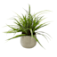 Grass Plant with Textured Planter, 11"