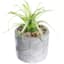 Found & Fable Air Plant with Cement Planter, 6"