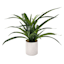 Grass Plant with White Planter, 14"