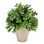 Boxwood Plant with White Planter, 8"