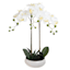 Laila Ali Potted Phalaenopsis Plant, 26"