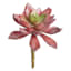 Maroon Echeveria Succulent Pick, 6"