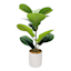Fiddle Leaf Fig Plant in White Planter, 20"