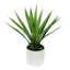 Yucca Plant with White Planter, 18"