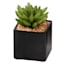 Assorted Succulent in Ceramic Pot, 4"
