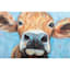 Brown Cow Canvas Wall Art, 18"