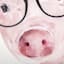 Pig In Glasses Canvas Wall Art, 12"