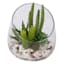 Assorted Succulent Glass Terrarium, 6.5"