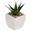 3-Piece Assorted Succulents with White Planter, 3"