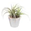 Air Plant with White Planter, 6"