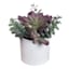 Succulent Mix with White Planter, 9"
