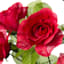 Red Rose Floral Spray, 19"