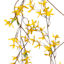 Hanging Yellow Forsythia Floral Garland, 72"
