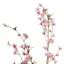 4-Head Pink Wax Flower Stem, 46"