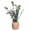 Eucalyptus Spray in Wooden Pot, 16"