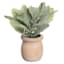 Dusty Miller in Wooden Pot, 9"
