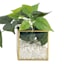 Vine Plant with Gold Glass Planter, 10"