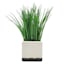 Grass Plant with White Square Planter, 10"