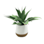 Honeybloom Greenery Plant with White Planter, 14"
