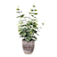 Eucalyptus Plant with Ceramic Planter, 21"