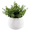 Eucalyptus Plant with White Planter, 11"
