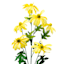 Yellow Daisy Floral Spray, 30"