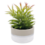 Succulent in Ceramic Pot, 7"