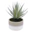 Sword Grass in Ceramic Pot, 8"
