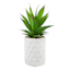 Tracey Boyd Succulent in White Pot, 7.5"