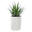 Tracey Boyd Succulent in White Pot, 7.5"