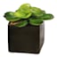 Succulent in Ceramic Pot, 4"