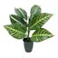 Zebra Plant in Black Pot, 14"