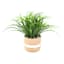 Green Grass Plant with Cement Planter, 9.5"