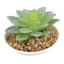 Succulent in White Planter, 3.7"