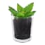 Succulent in Glass Pot, 3.5"