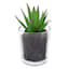 Green Succulent in Glass Vase, 4"