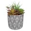 Succulent Arrangement in Blue Cement Pot, 7.5"