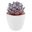 Purple Succulent in Melamine Vase, 4.5"